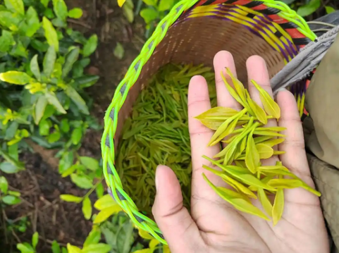 婺源綠茶哪個(gè)品種好喝
